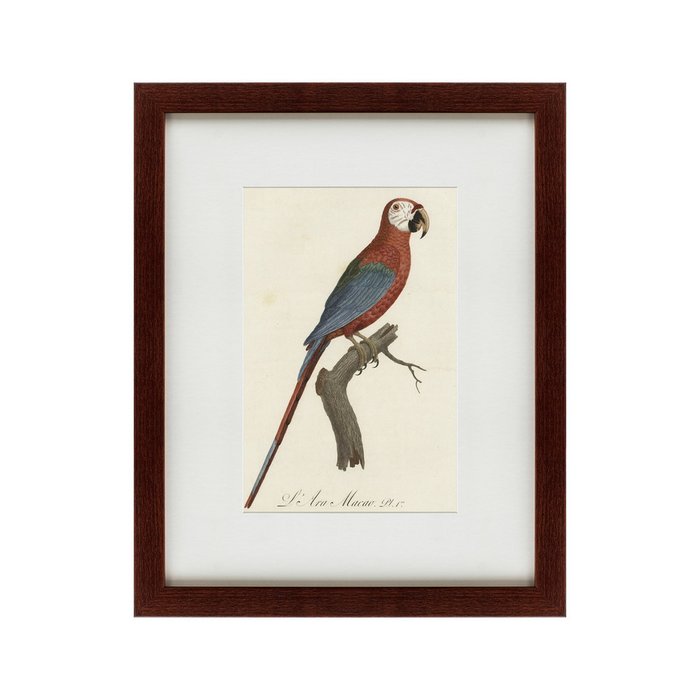 Картина Ara macao Scarlet Macaw 1801 г. - купить Картины по цене 4990.0