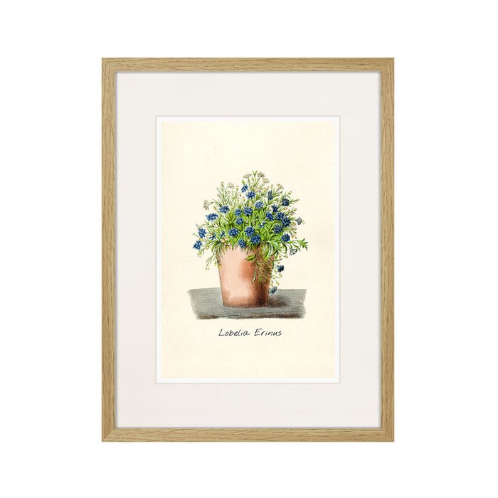 Копия старинной литографии Botany illustration №9 1836 г. - купить Картины по цене 2995.0 Копия старинной литографии Botany illustration №9 1836 г. - купить Картины по цене 2995.0