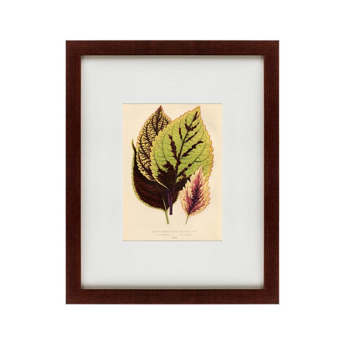 Картина Les plantes a feuillage color 1869 г. - купить Картины по цене 4990.0