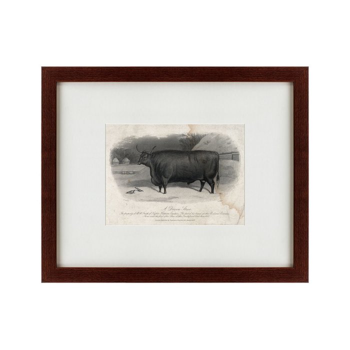 Картина A Devon steer 1869 г. - купить Картины по цене 4990.0