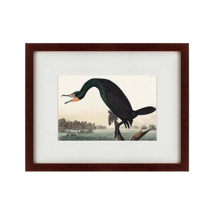 Картина Florida Cormorant 1835 г. - купить Картины по цене 5995.0