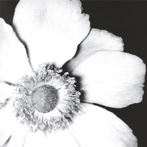 Красивый полиптих на холсте "Чёрно-белые цветы" - лучшие Принты в INMYROOM