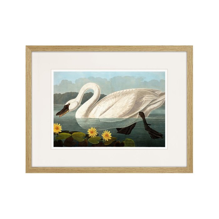 Репродукция картины Common American Swan white 1838 г. - купить Картины по цене 2995.0