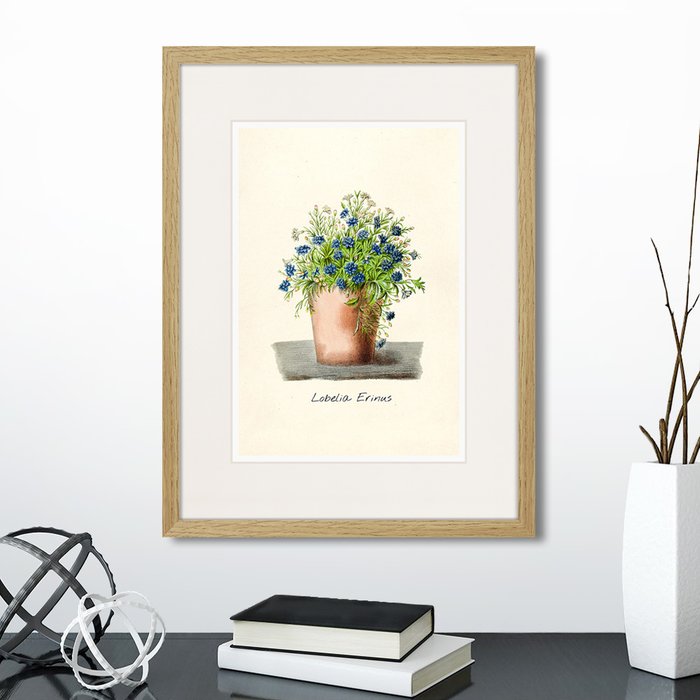 Копия старинной литографии Botany illustration №9 1836 г. Копия старинной литографии Botany illustration №9 1836 г.