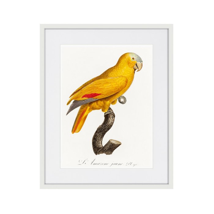 Копия старинной литографии Beautiful parrots №1 1872 г. - купить Картины по цене 3995.0