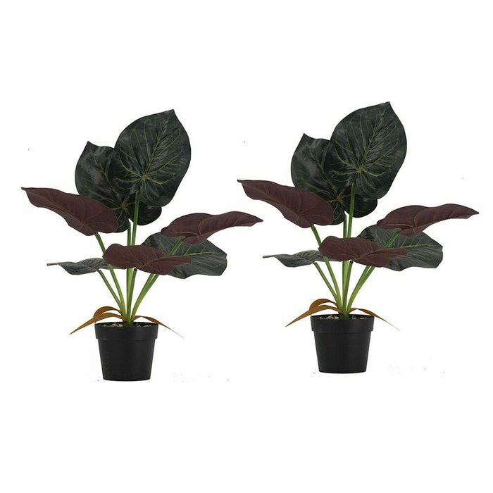 Набор из двух декоративных растений Алоказия темно-зеленого цвета