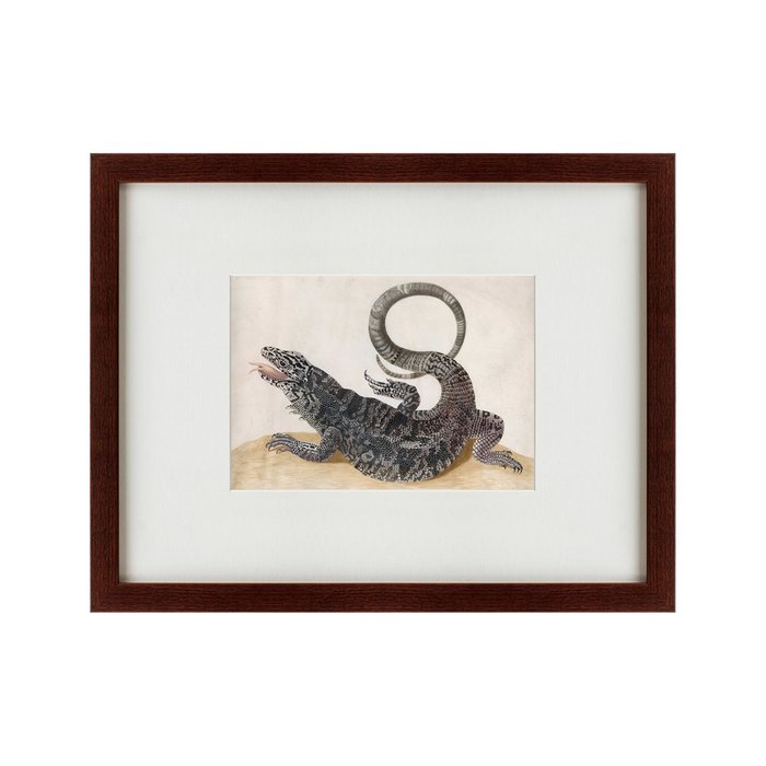 Картина Black Tegu Lizard 1700 г. - купить Картины по цене 5995.0