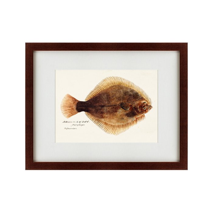 Картина Southern Pacific fish illustration 1850 г. - купить Картины по цене 5995.0