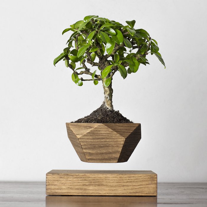 Левитирующие растения Леплант Wood Бонсай темный - купить Кашпо и горшки по цене 6741.0