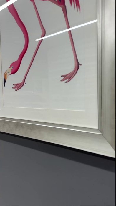 Репродукция картин Американский фламинго литография 1822 г. - лучшие Картины в INMYROOM