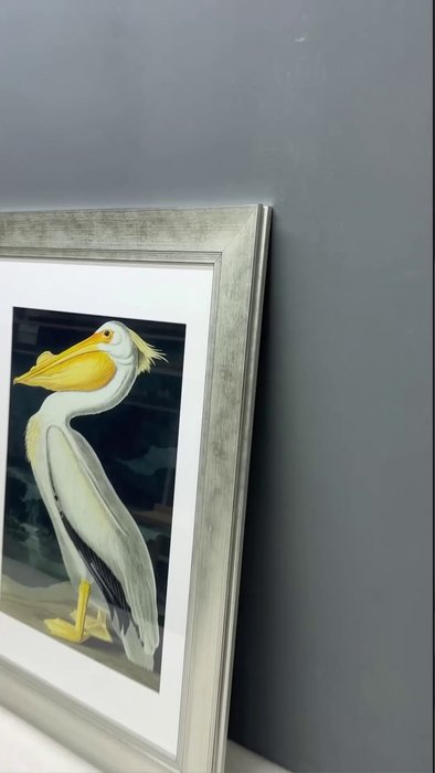 Картина Американский белый пеликан 1825 г. - лучшие Картины в INMYROOM