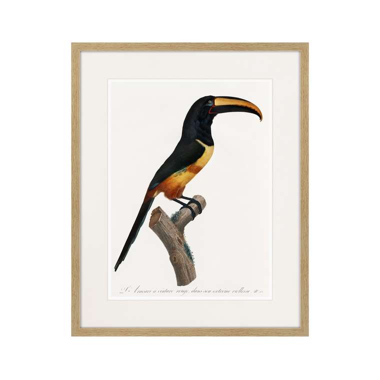 Копия старинной литографии Beautiful toucans №4 1806 г.