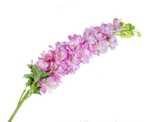 DELPHINIUM SPRAY  