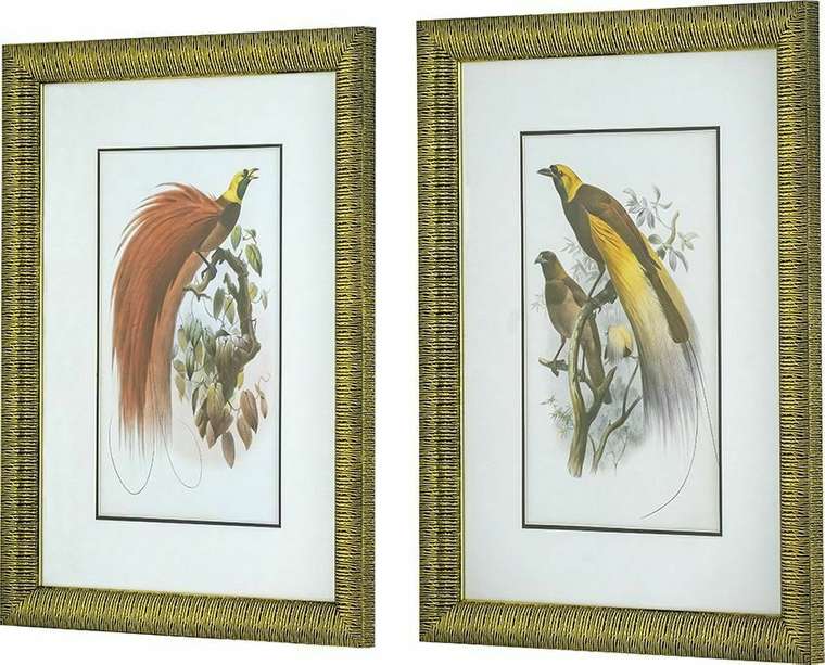 Набор из двух принтов Птицы 60x80 в раме золотого цвета