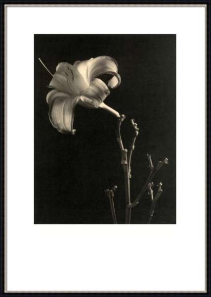 Постер Gentle Sepia