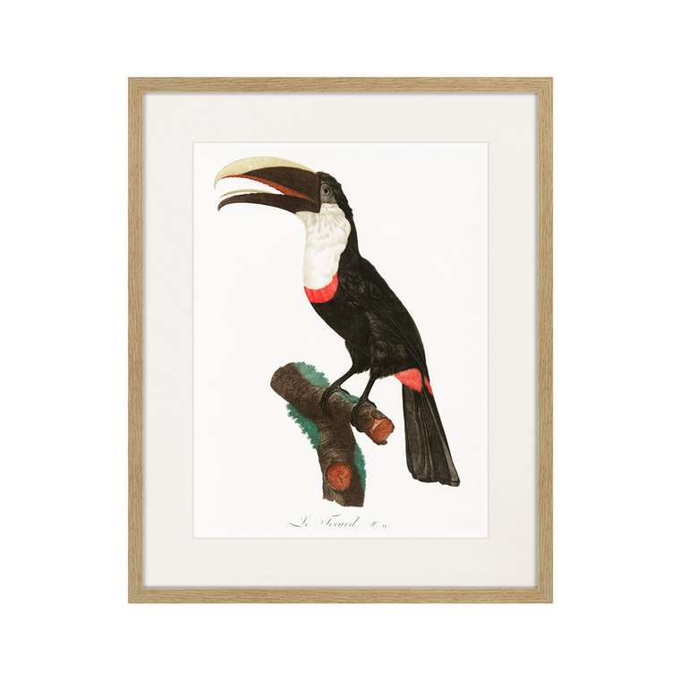 Копия старинной литографии Beautiful toucans №2 1806 г.