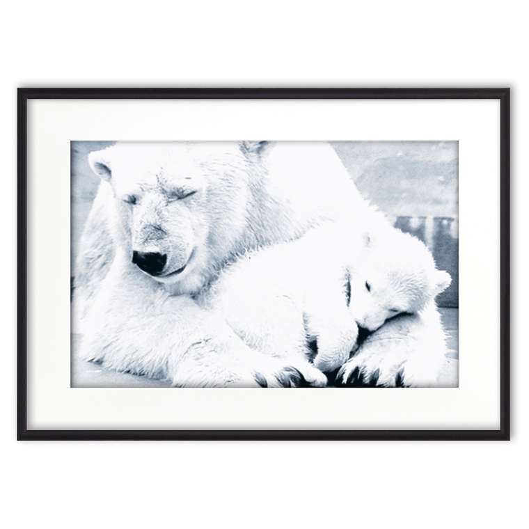 Постер в рамке Белые медведи 21х30 см