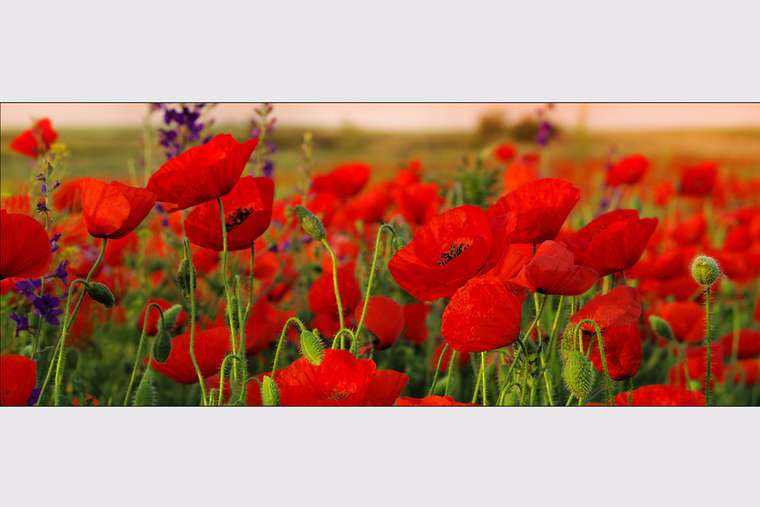 PRO-Art Репродукция  Glas Art Poppy Field