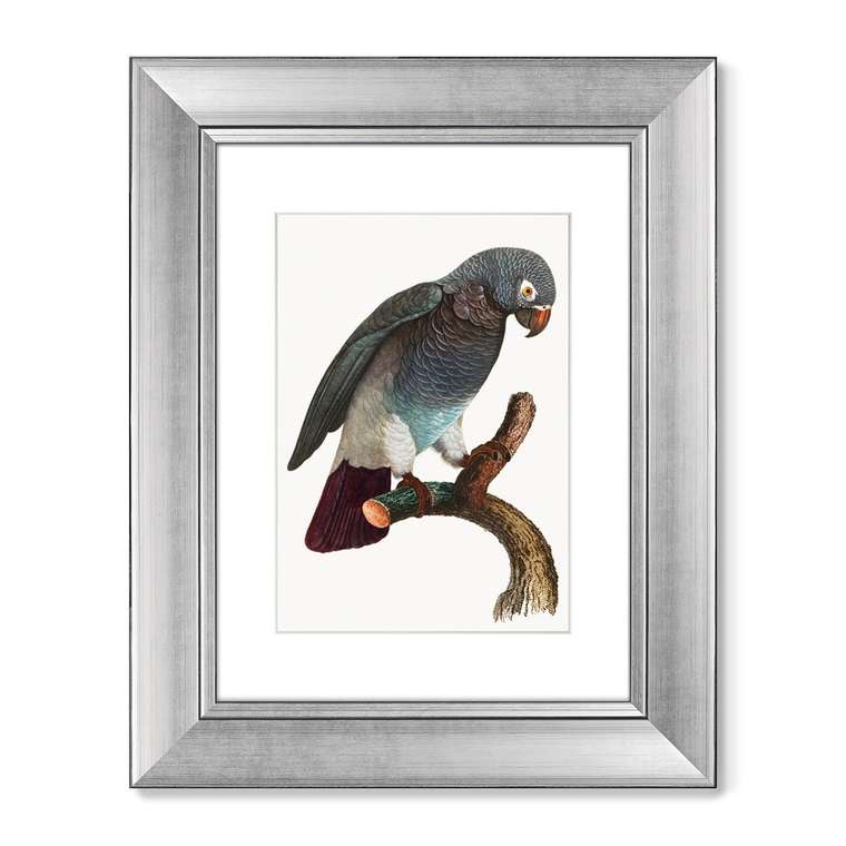 Набор из двух репродукций картин Beautiful parrots №2 1872 г.