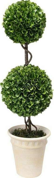 Декоративное растение Самшит двухярусный бело-зеленого цвета