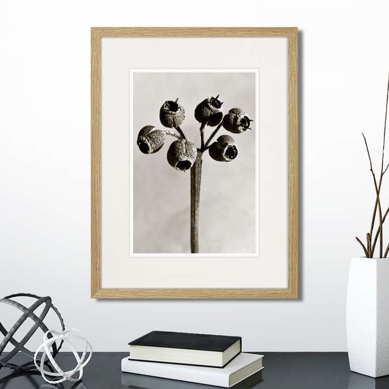 Копия старинной литографии Botanical philosophy of forms №4 1912 г.