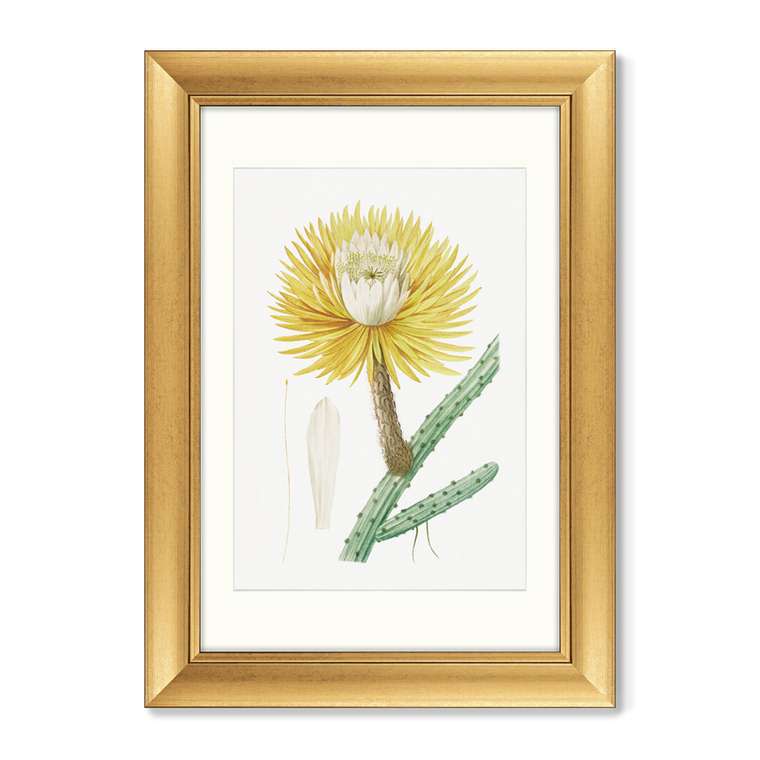 Набор из 2-х репродукций картин в раме Рисунки растений №27, 1802г.