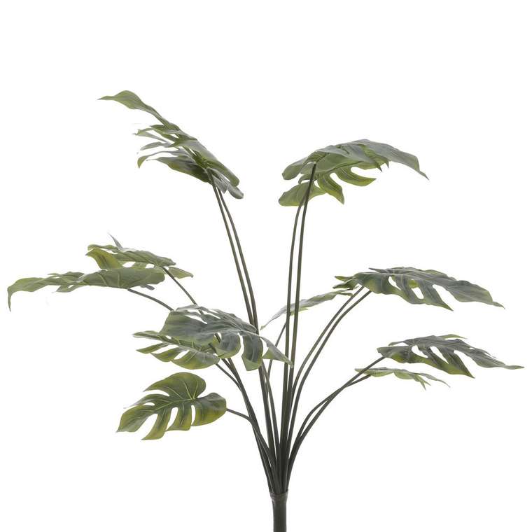 Декоративное растение