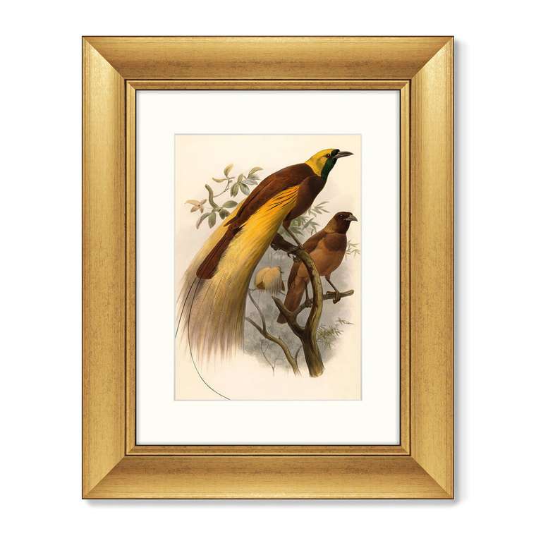 Картина Большая райская птица 1880 г. 