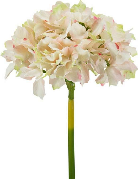 Растение декоративное Гортензия бело-розового цвета