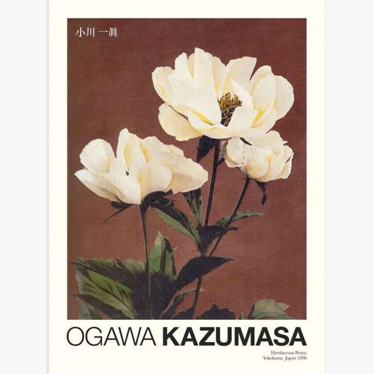 Плакат «Пион» от Kazumasa