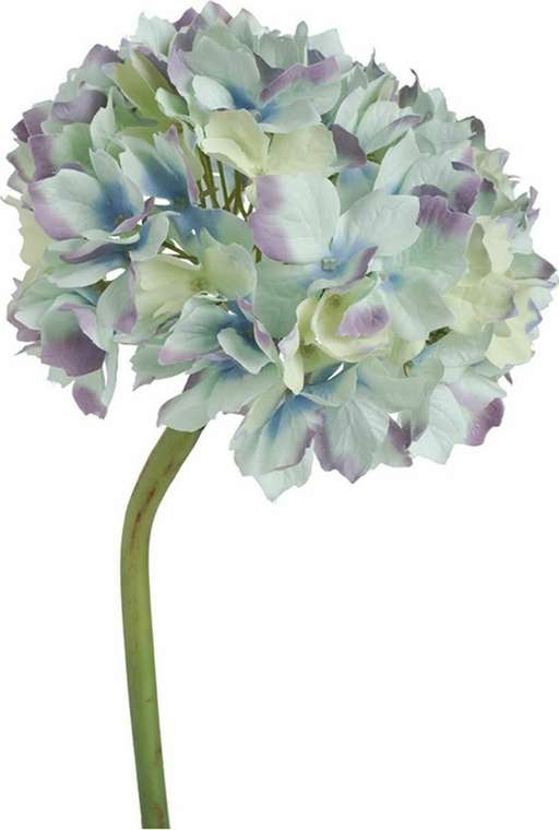 Растение декоративное Гортензия бело-голубого цвета