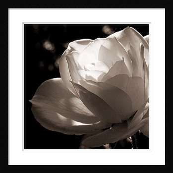Постер с паспарту в раме "White Rose"  