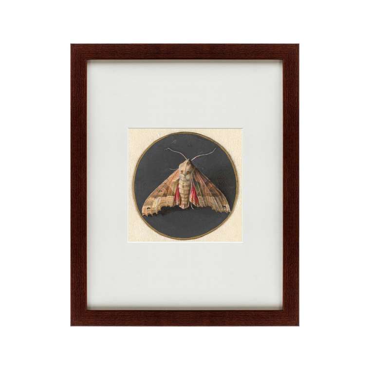 Картина Owlet Moth 1700 г.