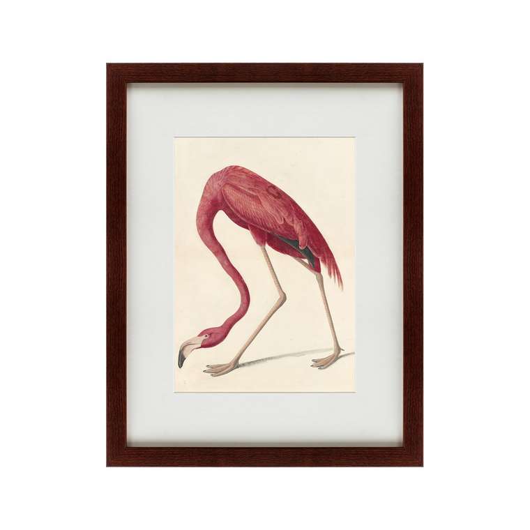 Картина Американский фламинго 1822 г.