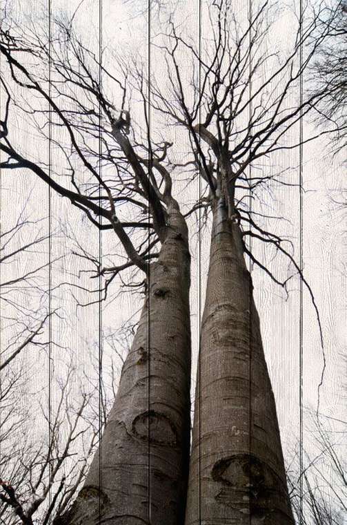 Картина Два дерева в современном черно-белом стиле 100х150