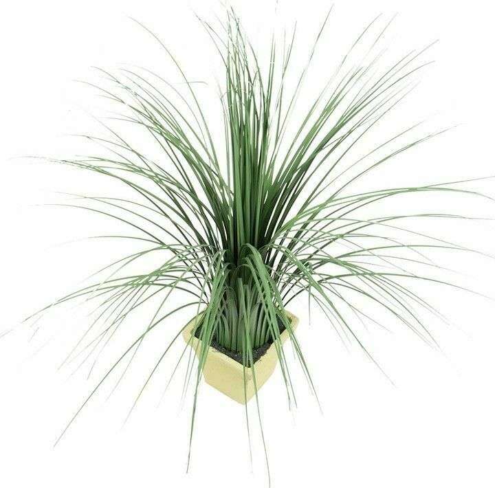 Растение декоративное Трава зеленого цвета