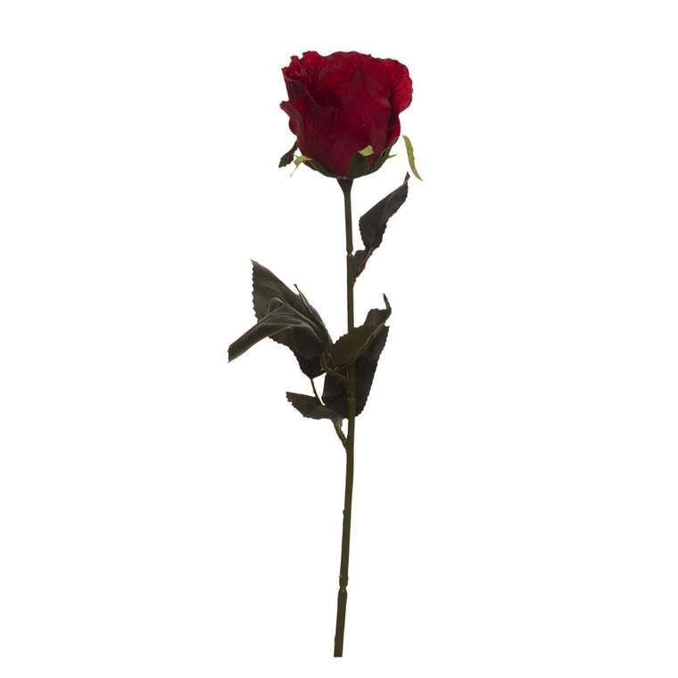 Роза бордового цвета