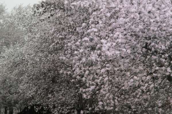 Постер Apple Blossom Lane