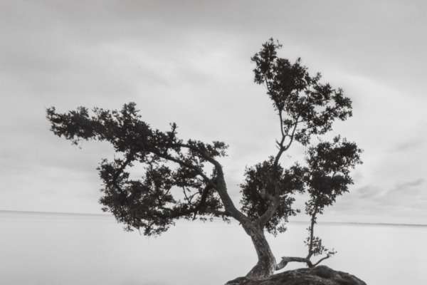 Постер с паспарту в раме "Water Tree"