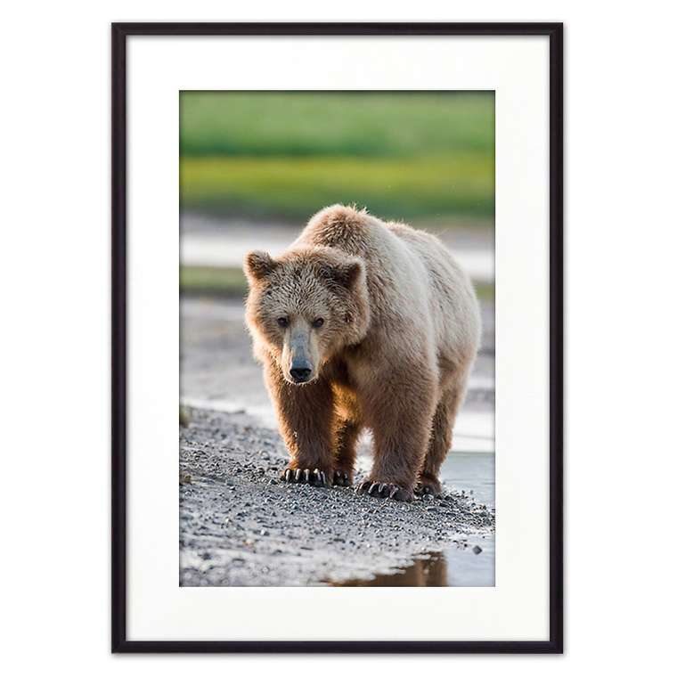 Постер в рамке Медведь 21х30 см