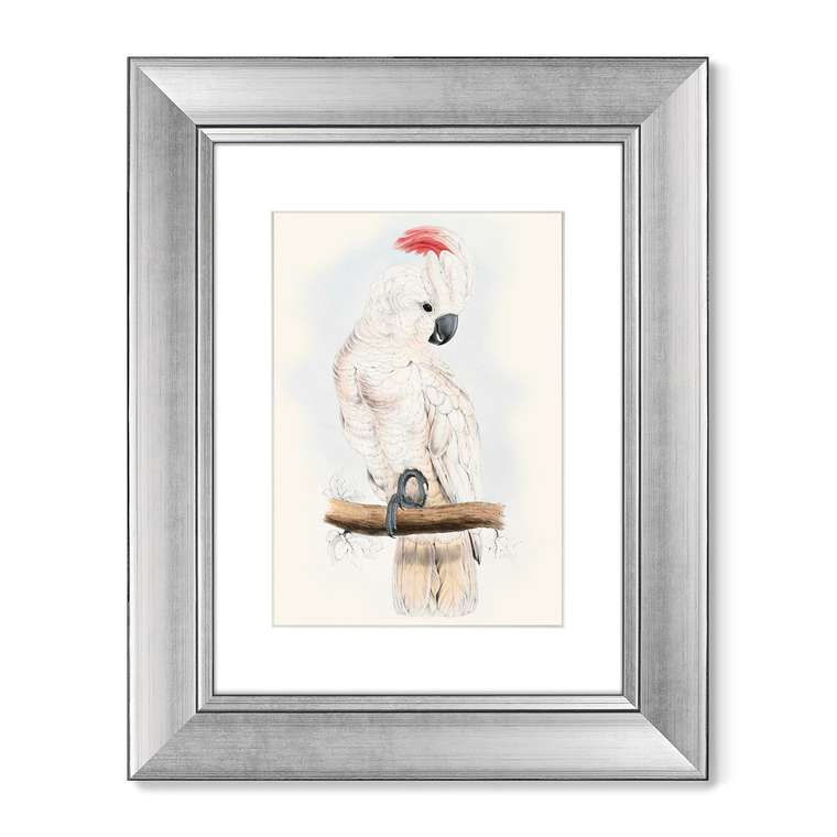Картина Белый какаду литография 1855 г. 