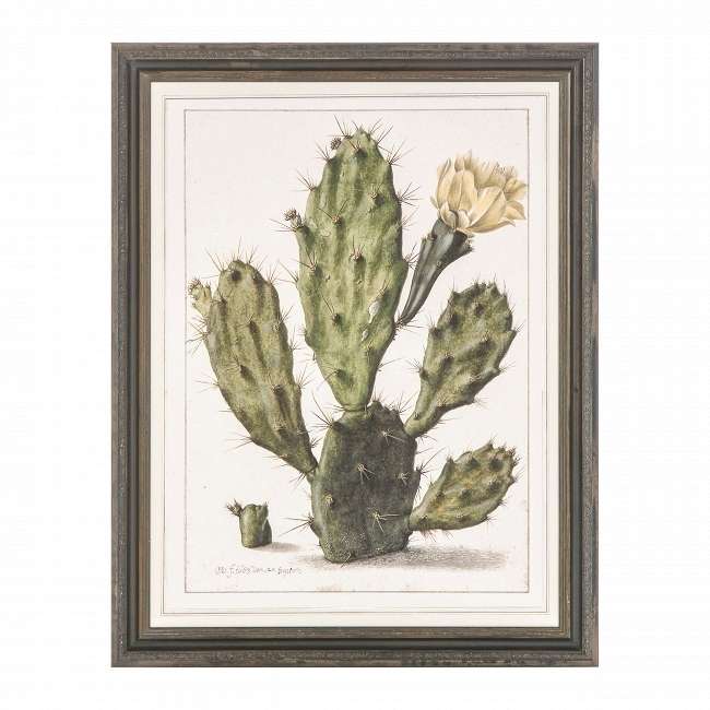 Постер Opuntia Cactus с изображением цветущего кактуса 