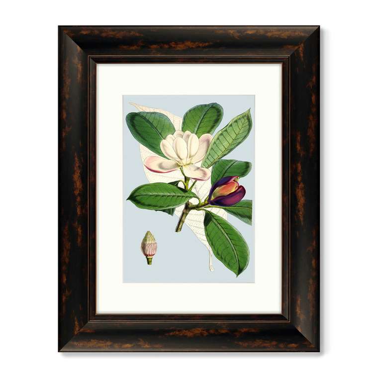 Копия старинной литографии Himalaya Plants Purple And White Flowers 1869 г.