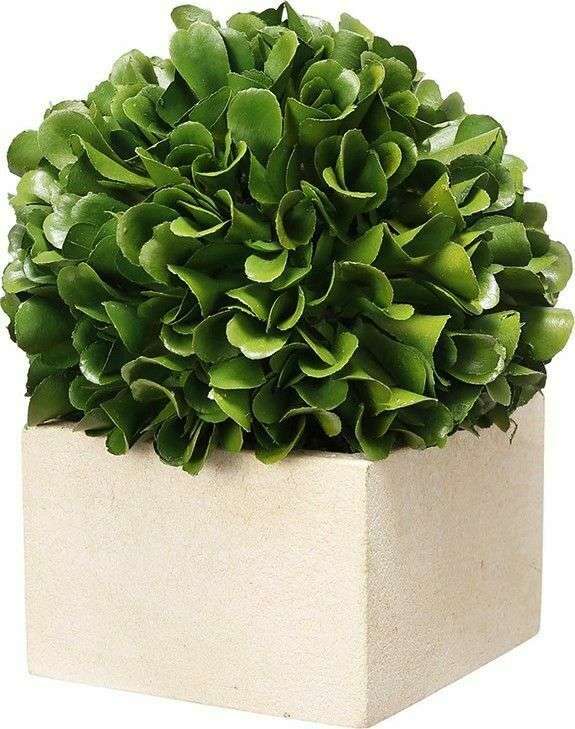 Декоративное растение Самшит М бело-зеленого цвета