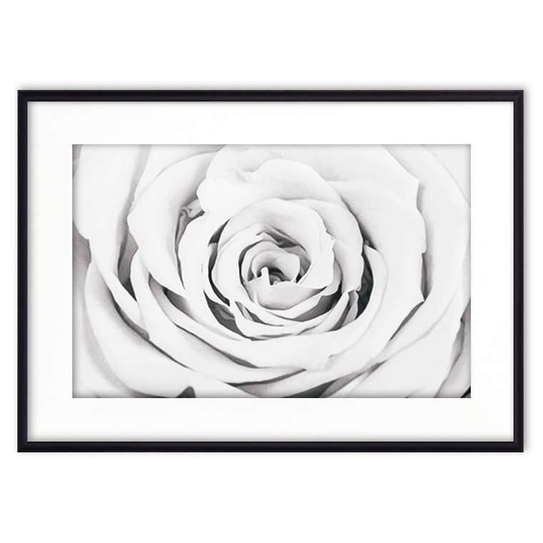 Постер в рамке Белая роза 21х30 см
