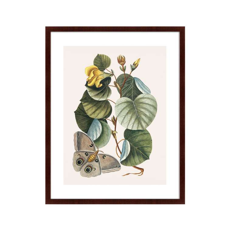 Репродукция картины Beauty bloom №3 1732 г.