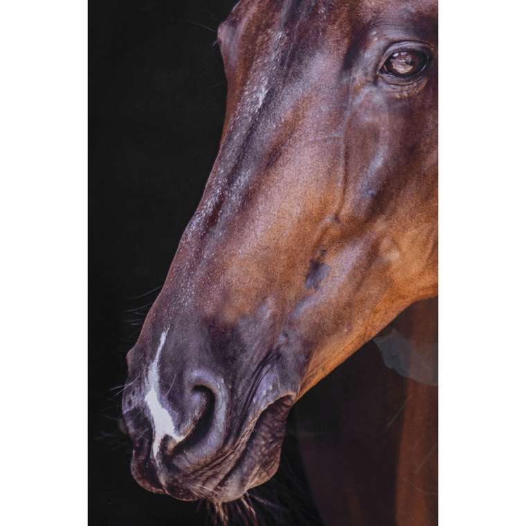 Картина в рамке Horse коричневого цвета