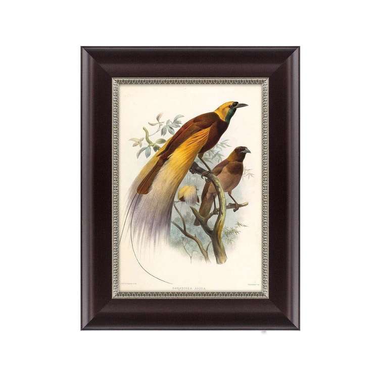 Картина Большая райская птица 1880 г. Даниэль Жиро Эллиот