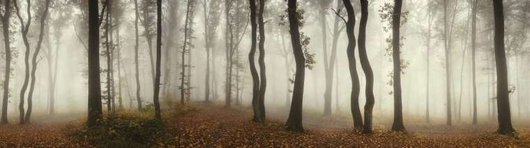 Дизайнерские обои Timberland