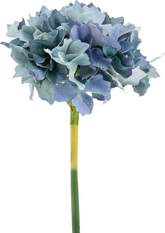 Растение декоративное Гортензия голубого цвета